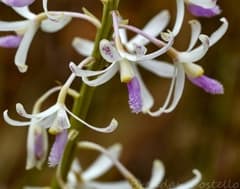 Hyacinth Orchid (Dipodium)