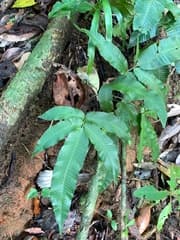 Asian Water Fern (Bolbitis heteroclita)