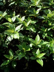 Boehmeria calophleba (Boehmeria calophleba)