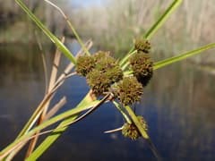 African umbrella sedge (Cyperus blepharoleptos)