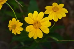 Bush Daisy (Aspilia)
