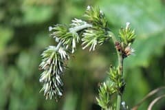 False Boneset (Orthopappus)