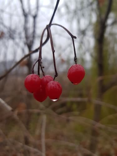 Viburnum (Viburnum opulus)