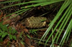 Ceratozamia (Ceratozamia)