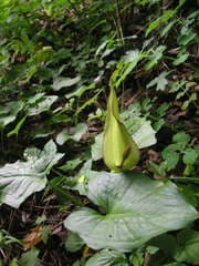 Alpine Arum (Arum alpinum)