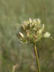 Delicate Onion (Allium delicatulum)