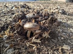 Common ink cap (Coprinopsis atramentaria)