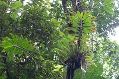 Goldfish Plant (Columnea consanguinea)