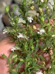 Small Snapdragon (Chaenorhinum minus)