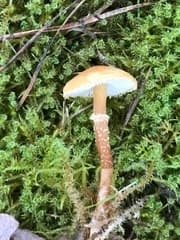 none (Cystoderma amianthinum)