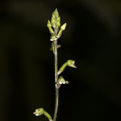 Orchid (Zeuxine)