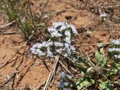 Lobed sea lavender (Limonium lobatum)