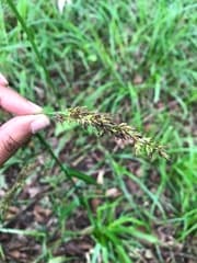 Steudner's Sedge (Carex steudneri)