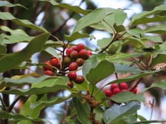 Malapoenna sieboldii (Malapoenna sieboldii)