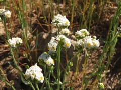 False Hoary Alyssum (Alyssoides)