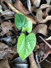 Kalloo (Aristolochia acuminata)