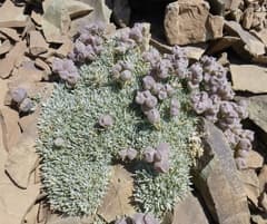 Sweet Alyssum (Alyssum)