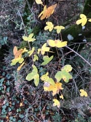 Montpellier Maple (Acer monspessulanum)
