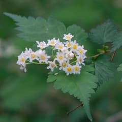 Bush honeysuckle (Neillia)