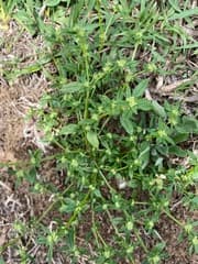 Creeping Borreria (Borreria ovalifolia)