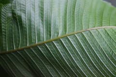 Giant Fern (Abacopteris megacuspis)