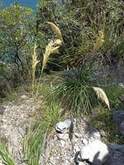 Toetoe (Austroderia)