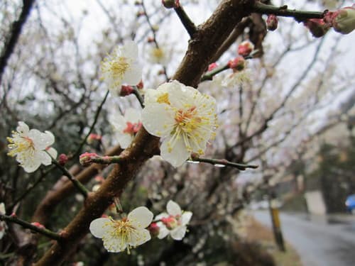 Japanese Apricot (Prunus mume)