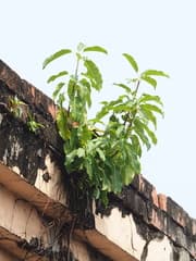 Ficus subpisocarpa (Ficus subpisocarpa)