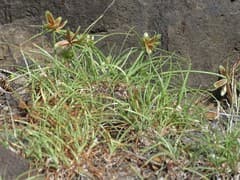 Red-edged Umbrella Sedge (Cyperus rubicundus)