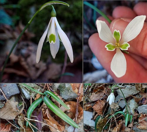 Snowdrop (Galanthus nivalis)