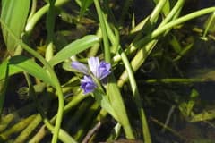 Pickerelweed (Monochoria)