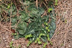 Sowbread (Cyclamen)