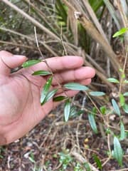 Florida Privet (Forestiera segregata)