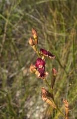 Herschelianthea (Herschelianthe)