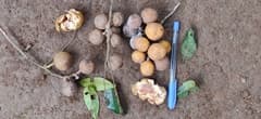 Indian Rosewood (Aglaia elaeagnoidea)