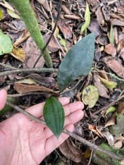 Jewel orchid (Eltroplectris)