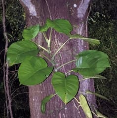 Devil's Ivy (Scindapsus)