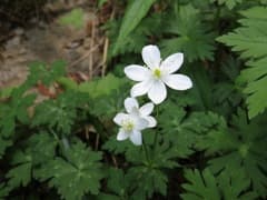 Flaccid Anemone (Anemonastrum flaccidum)