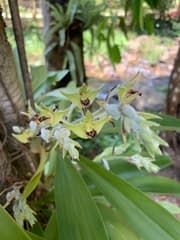 Ribbon Plant (Dendrolirium lasiopetalum)