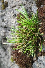 Ribbon Fern (Acropteris)