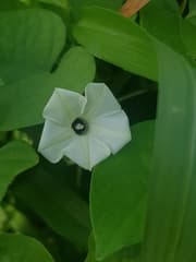Morning Glory (Ipomoea obscura)