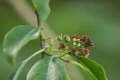 Sandalwood (Santalum)