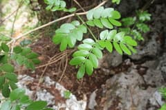 Keyhole (Abarema glauca)