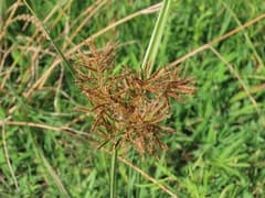 Papyrus (Cyperus corymbosus)