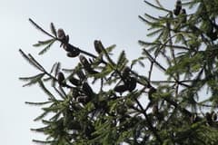 Colima Fir (Abies colimensis)