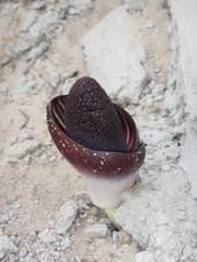 Voodoo Lily (Amorphophallus)