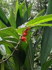 Purple Columnea (Columnea purpurata)