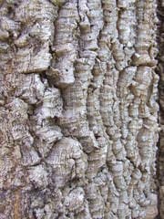 Fleckeri's Wattle (Acacia fleckeri)