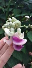 Snail vine (Cochliasanthus)