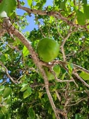 Cannonball Mangrove (Xylocarpus rumphii)